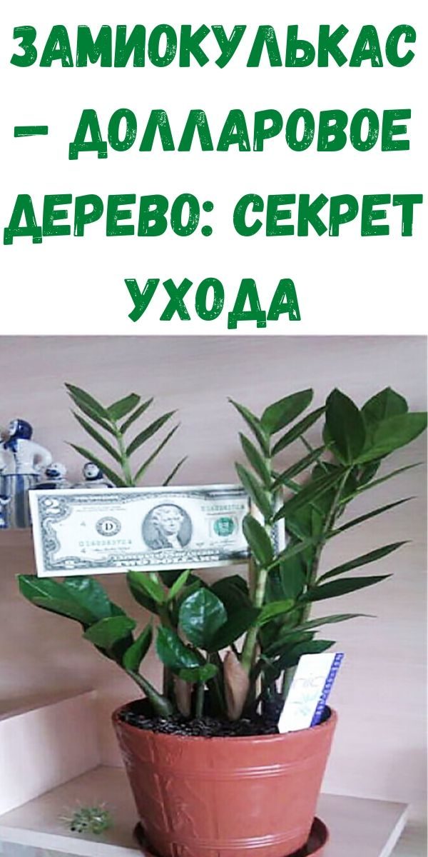 zamiokulkas-dollarovoe-derevo_-sekret-uhoda
