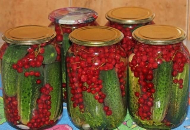 Аппетитные огурцы с красной смородиной — это мой самый любимый рецепт огурцов! Съедаем их первыми или оставляем на большие праздники. appetitnye-ogurczy-s-krasnoj-smorodinoj-1