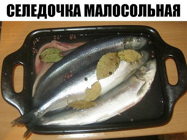 СЕЛЕДОЧКА МАЛОСОЛЬНАЯ. Королева любого стола, а тем более праздничного! seledka3-1