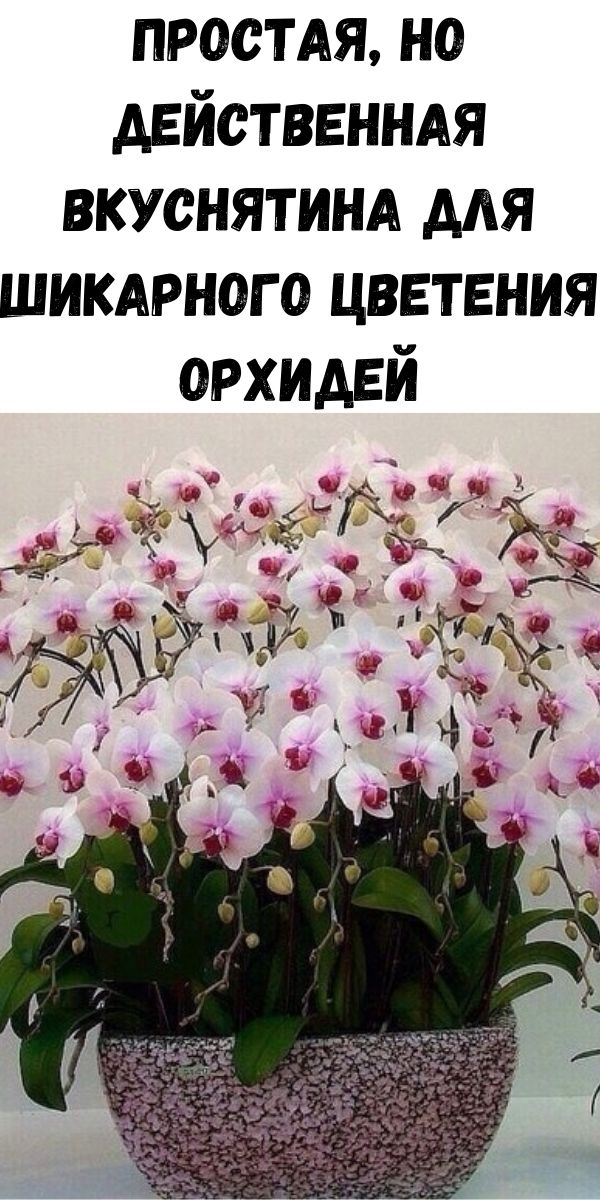 Простая, но действенная вкуснятина для шикарного цветения орхидей