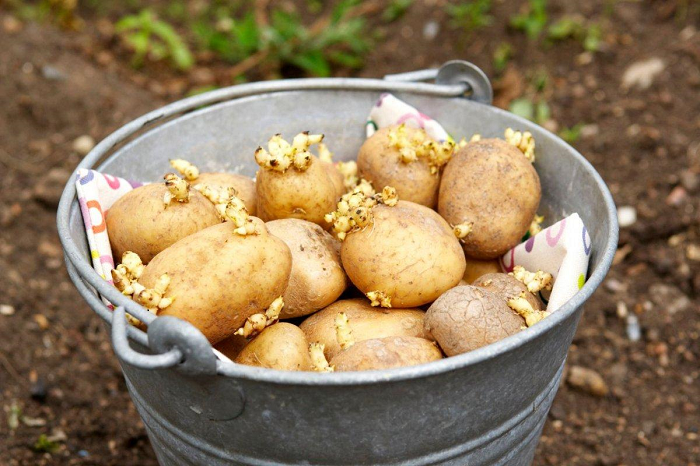 ЛЕЧЕНИЕ РОСТКАМИ КАРТОФЕЛЯ