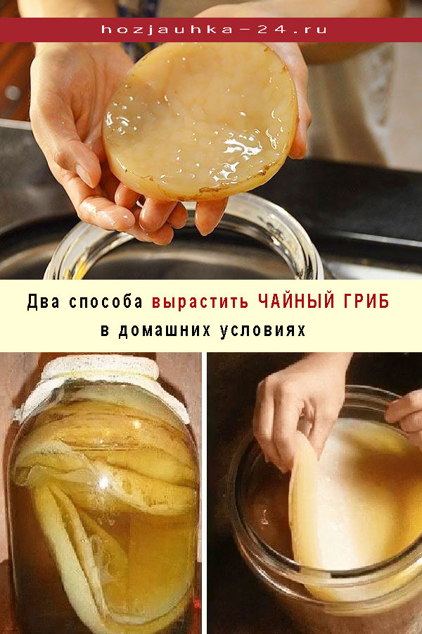 Два способа вырастить чайный гриб в домашних условиях