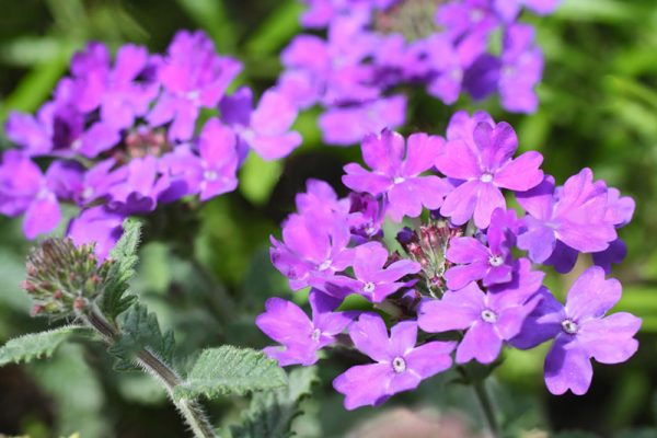 verbena01