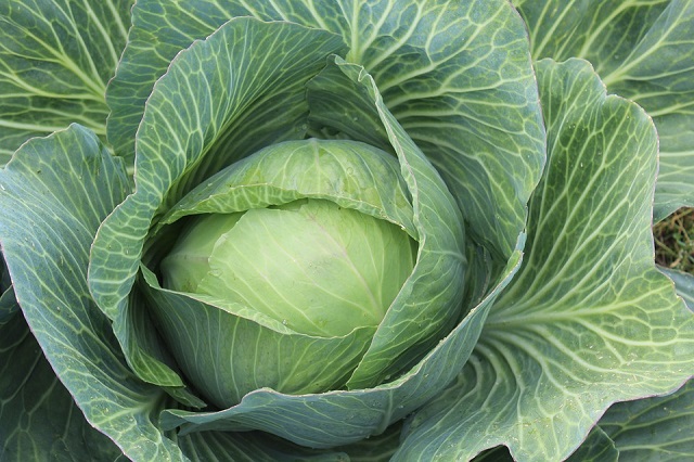 7 ПРОДУКТОВ, КОТОРЫЕ ОЧИЩАЮТ ОРГАНИЗМ ЛУЧШЕ ЛЮБЫХ ЛЕКАРСТВ