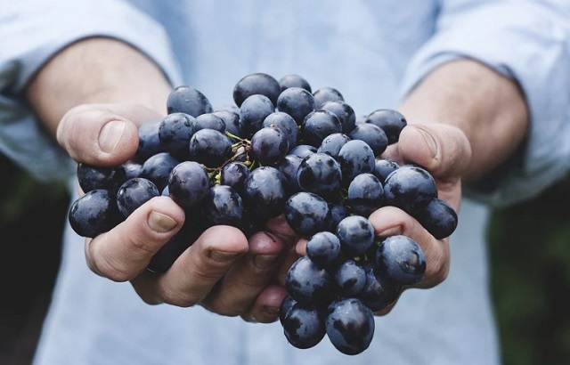 ПРОДУКТЫ С ВЫСОКИМ СОДЕРЖАНИЕМ ГИАЛУРОНОВОЙ КИСЛОТЫ. ЕШЬТЕ И МОЛОДЕЙТЕ!